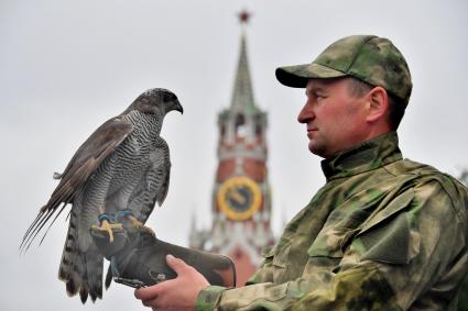 Москва. Сотрудник орнитологической службы с  с ястребом Астуром на территории Московского Кремля.