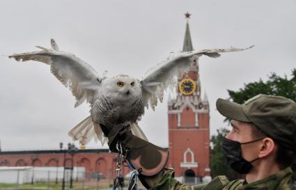 Москва. Сотрудник орнитологической службы с полярной совой Бураном на территории Московского Кремля.