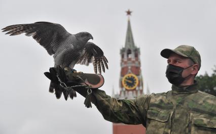 Москва. Сотрудник орнитологической службы с  с ястребом Астуром на территории Московского Кремля.