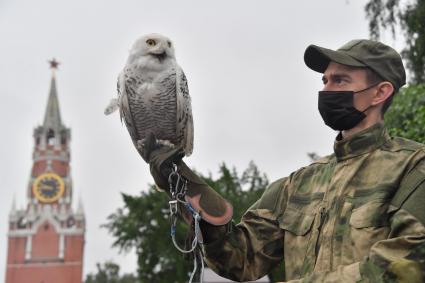 Москва. Сотрудник орнитологической службы с полярной совой Бураном на территории Московского Кремля.
