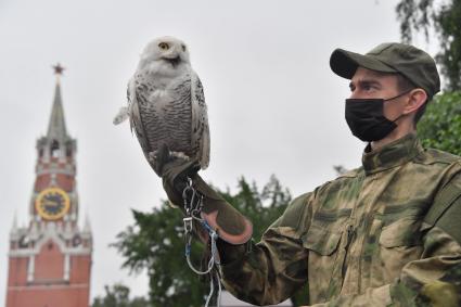 Москва. Сотрудник орнитологической службы с полярной совой Бураном  на территории Московского Кремля.