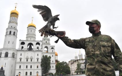 Москва. Сотрудник орнитологической службы с  с ястребом Астуром на территории Московского Кремля.