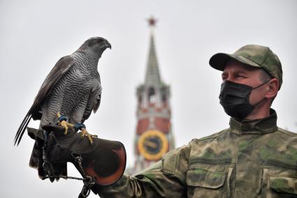 Москва. Сотрудник орнитологической службы с  с ястребом Астуром на территории Московского Кремля.