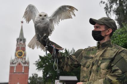 Москва. Сотрудник орнитологической службы с полярной совой Бураном  на территории Московского Кремля.