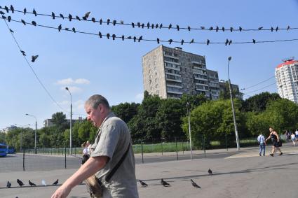 Москва. Голуби сидят на проводах.