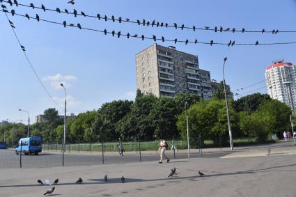 Москва. Голуби сидят на проводах.