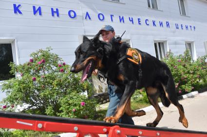 Московская область. г.Ногинск. 46 Кинологический центр, входящий с состав 179 спасательного центра МЧС РФ.