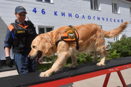 Московская область. г.Ногинск. 46 Кинологический центр, входящий с состав 179 спасательного центра МЧС РФ.