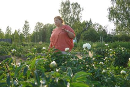 Переславль-Залесский. Флорист Наталья Вильямс выращивает пионы на продажу.