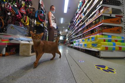 Москва. Женщина с кошками в зоомагазине.