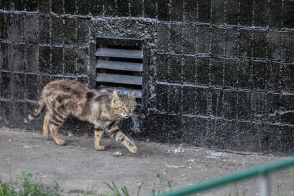 Москва. Бездомный коты во дворе.