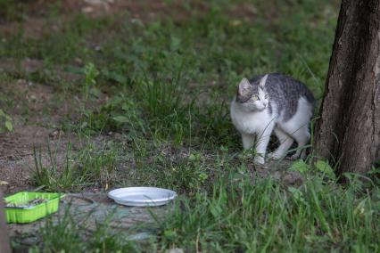 Москва. Бездомный коты во дворе.