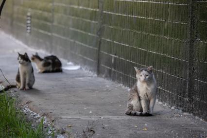 Москва. Бездомные коты во дворе.