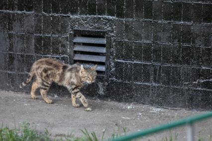 Москва. Бездомный коты во дворе.