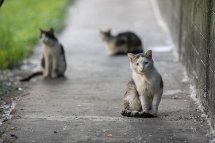 Москва. Бездомные коты во дворе.