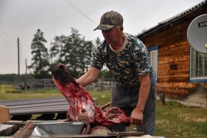 Республика Саха (Якутия). Мужчина разделывает корову.