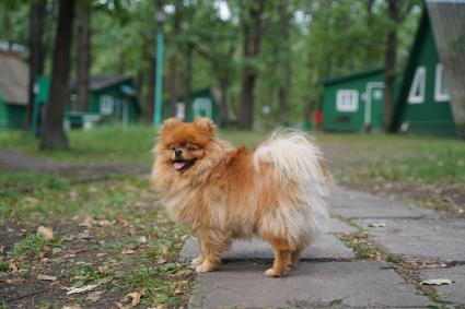 Самара. Собака породы померанский шпиц.