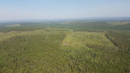 Красноярский край. Вид с вертолета на лес.