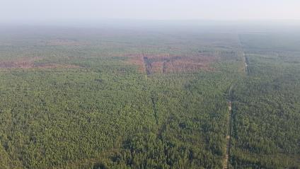 Красноярский край. Вид с вертолета на лес пострадавший от пожара.