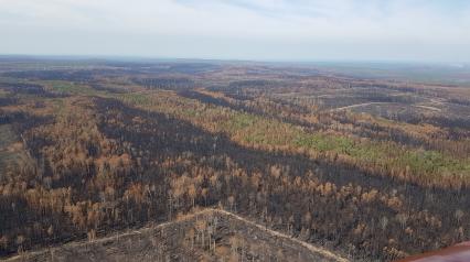 Красноярский край. Вид с вертолета на сгоревший лес.