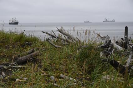 Сахалинская область, остров Уруп. Море выбрасывает на берег мусор, обломки деревьев.