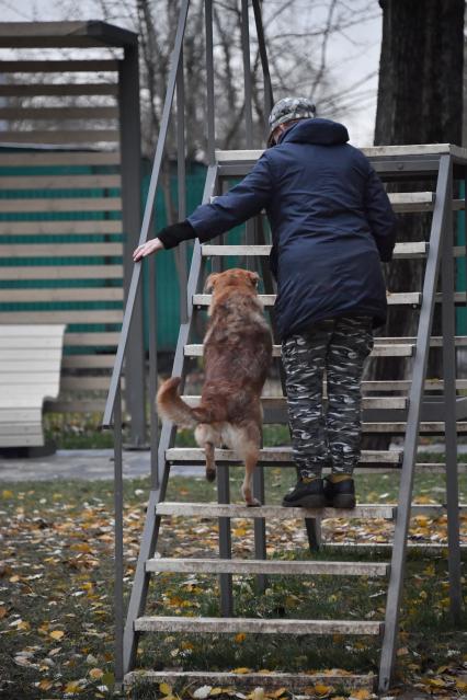 Москва. Женщина гуляет с собакой на кинологической площадке.