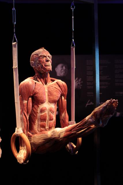 ВДНХ. Выставка BODY WORLDS. 2021