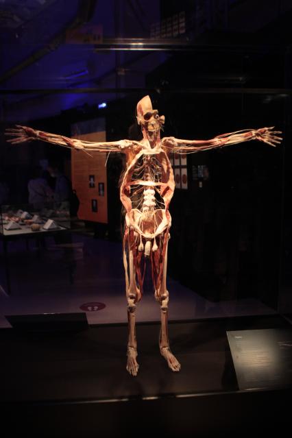 ВДНХ. Выставка BODY WORLDS. 2021