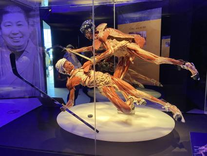 ВДНХ. Выставка BODY WORLDS. 2021