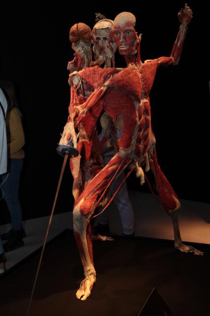 ВДНХ. Выставка BODY WORLDS. 2021