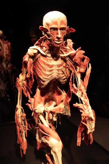 ВДНХ. Выставка BODY WORLDS. 2021