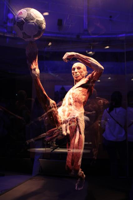 ВДНХ. Выставка BODY WORLDS. 2021