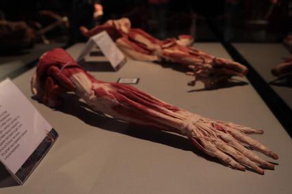 ВДНХ. Выставка BODY WORLDS. 2021