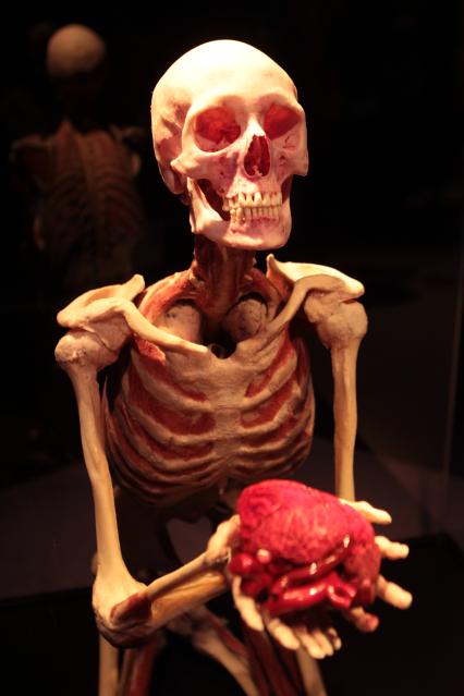 ВДНХ. Выставка BODY WORLDS. 2021