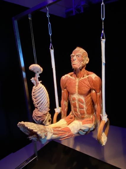 ВДНХ. Выставка BODY WORLDS. 2021