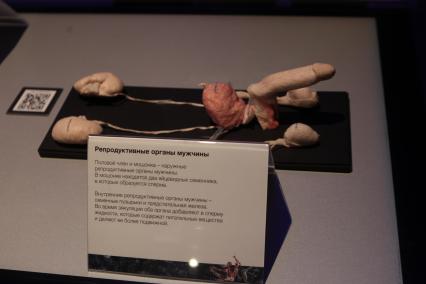 ВДНХ. Выставка BODY WORLDS. 2021