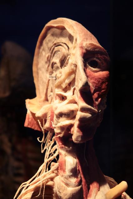 ВДНХ. Выставка BODY WORLDS. 2021