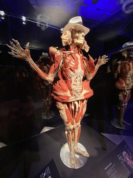 ВДНХ. Выставка BODY WORLDS. 2021