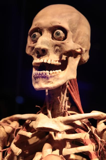 ВДНХ. Выставка BODY WORLDS. 2021