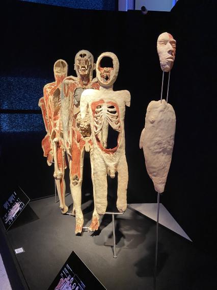 ВДНХ. Выставка BODY WORLDS. 2021