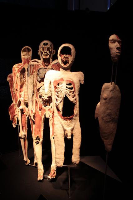 ВДНХ. Выставка BODY WORLDS. 2021