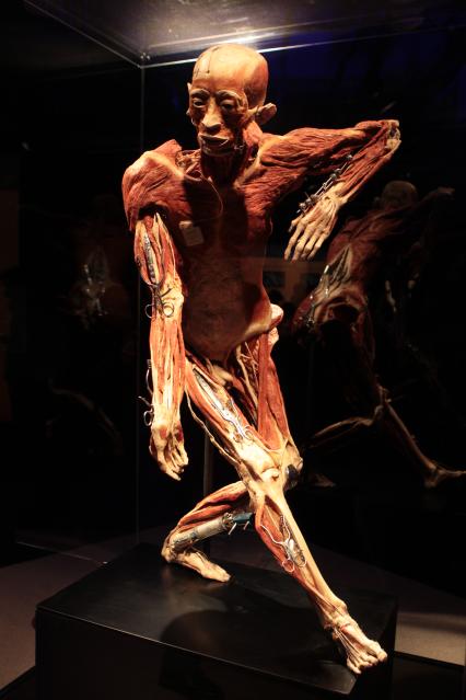 ВДНХ. Выставка BODY WORLDS. 2021