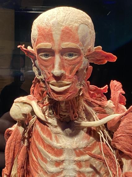 ВДНХ. Выставка BODY WORLDS. 2021