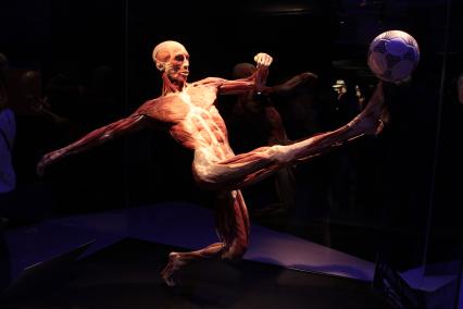 ВДНХ. Выставка BODY WORLDS. 2021