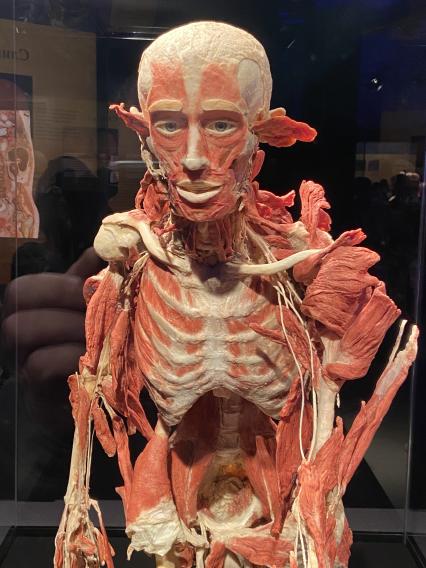 ВДНХ. Выставка BODY WORLDS. 2021