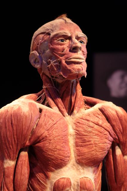 ВДНХ. Выставка BODY WORLDS. 2021