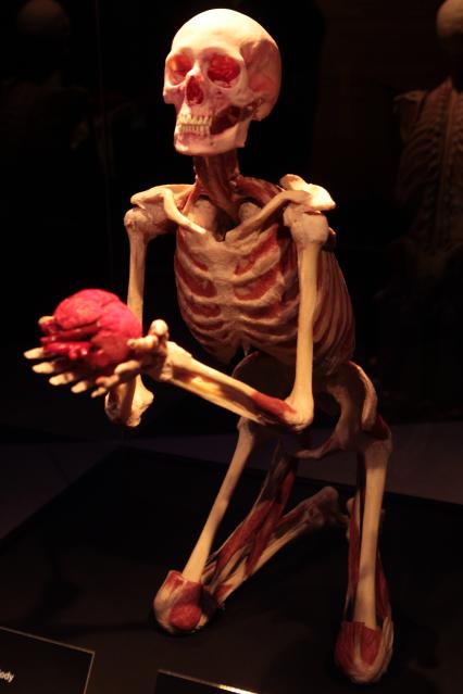 ВДНХ. Выставка BODY WORLDS. 2021