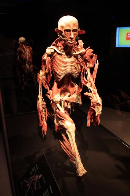 ВДНХ. Выставка BODY WORLDS. 2021