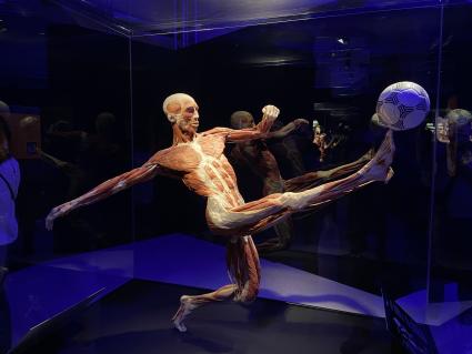 ВДНХ. Выставка BODY WORLDS. 2021