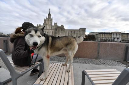 Москва. Девушка с собакой породы хаски на Космодамианской набережной.